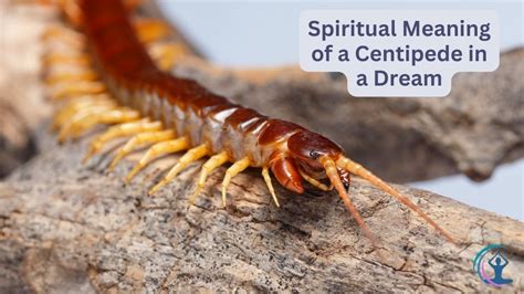spiritual meaning of a centipede in a dream|Spiritual Meaning Of A Centipede In A Dream.